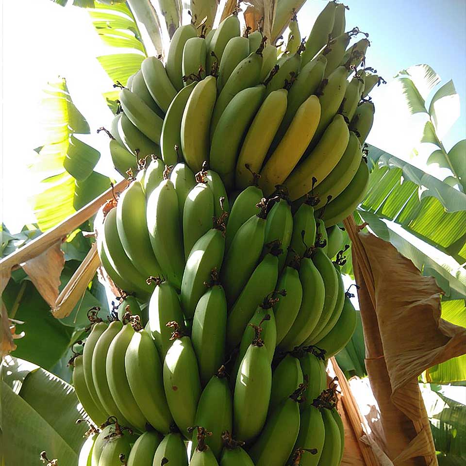 Banana-fe-farm