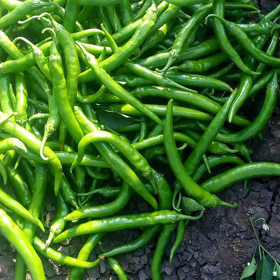 Green-Peper