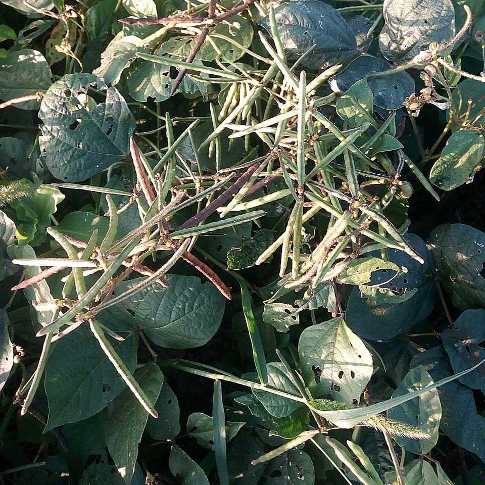 Plant-Bens
