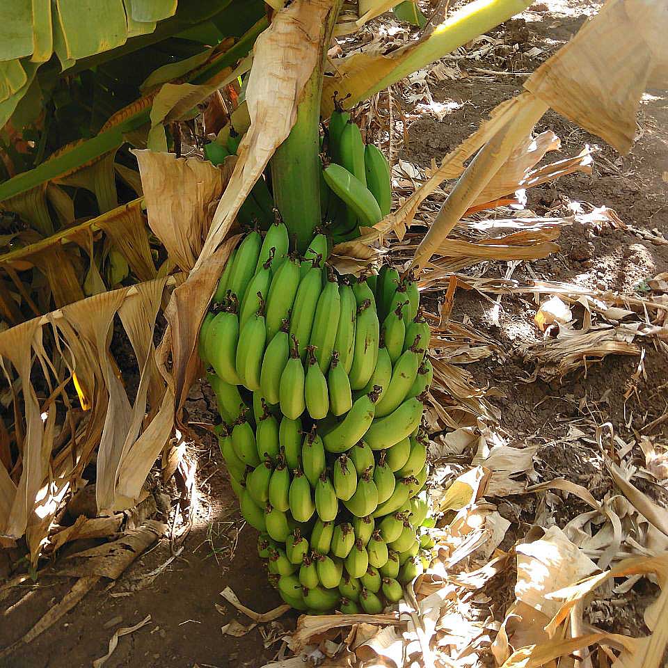 bananas