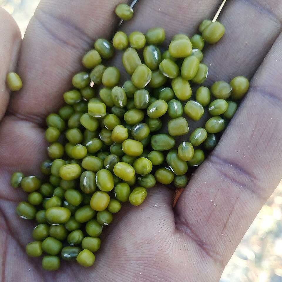 beans