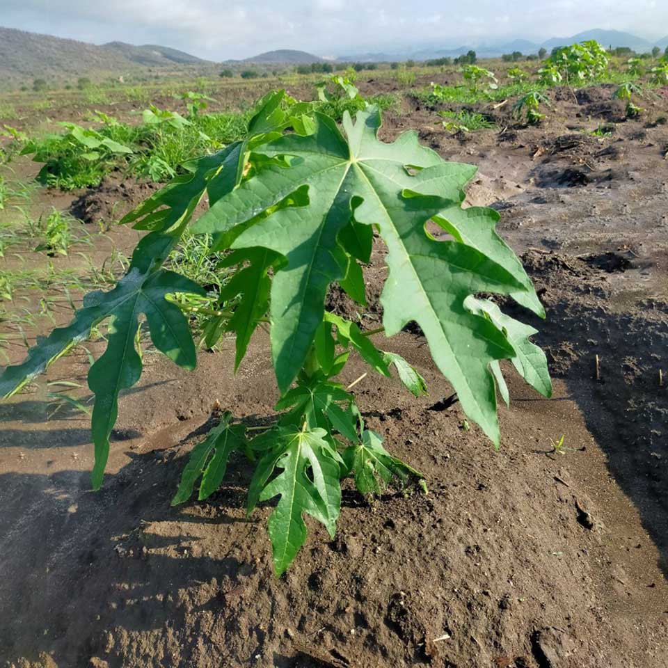 papaya-seedling
