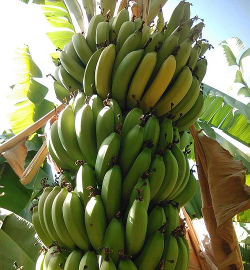 Banana-fe-farm