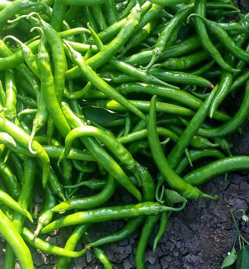 Green-Peper
