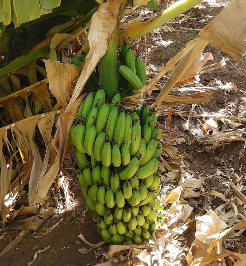 bananas