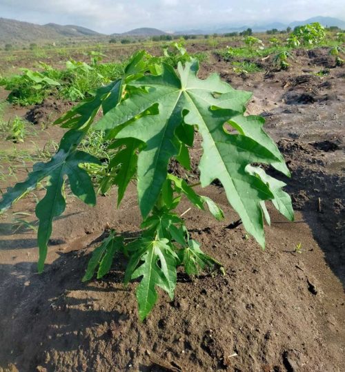 papaya-seedling
